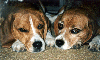[beagles